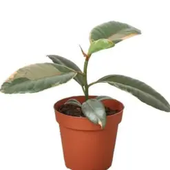 Ficus Elastica 'Ruby Pink' — additional view