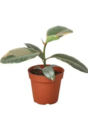 Ficus Elastica 'Ruby Pink' — additional view