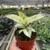 Ficus 'shivereana' (Moonshine) houseplant