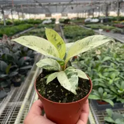 Ficus 'shivereana' (Moonshine) houseplant