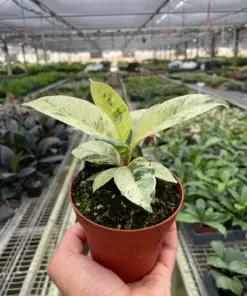 Ficus 'shivereana' (Moonshine) houseplant