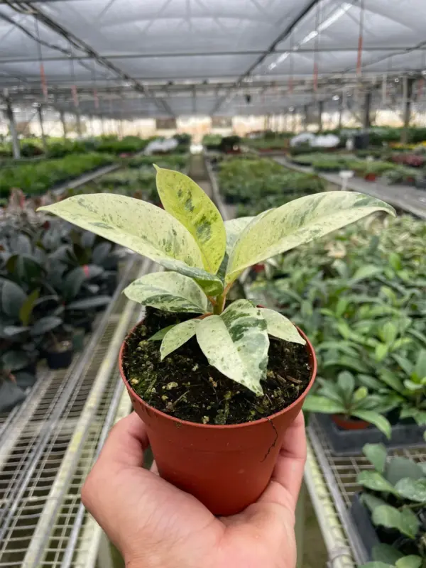 Ficus 'shivereana' (Moonshine) houseplant