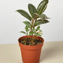 Ficus Elastica 'Tineke' houseplant