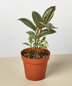 Ficus Elastica 'Tineke' houseplant