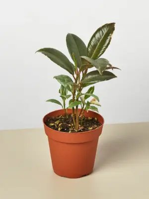 Ficus Elastica 'Tineke' houseplant
