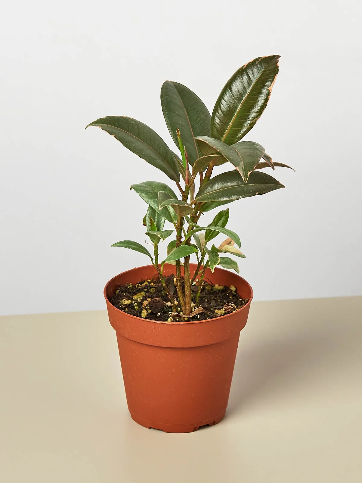 Ficus Elastica 