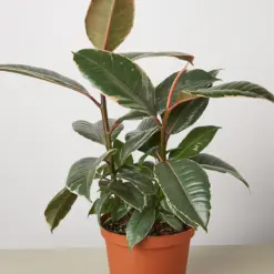 Ficus Elastica 'Tineke' — additional view