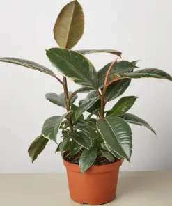 Ficus Elastica 'Tineke' — additional view