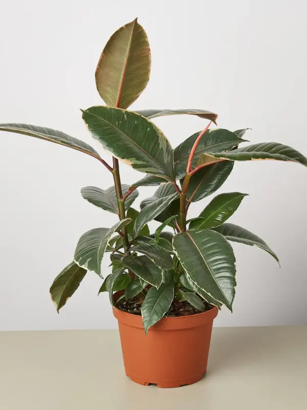 Ficus Elastica 'Tineke' — additional view