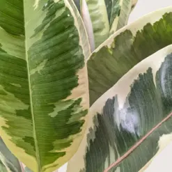 Ficus Elastica 'Tineke' — additional view