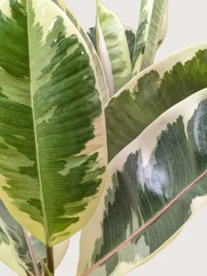 Ficus Elastica 'Tineke' — additional view