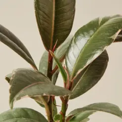 Ficus Elastica 'Tineke' — leaf detail close-up