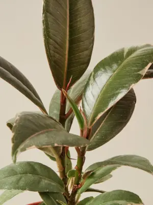 Ficus Elastica 'Tineke' — leaf detail close-up