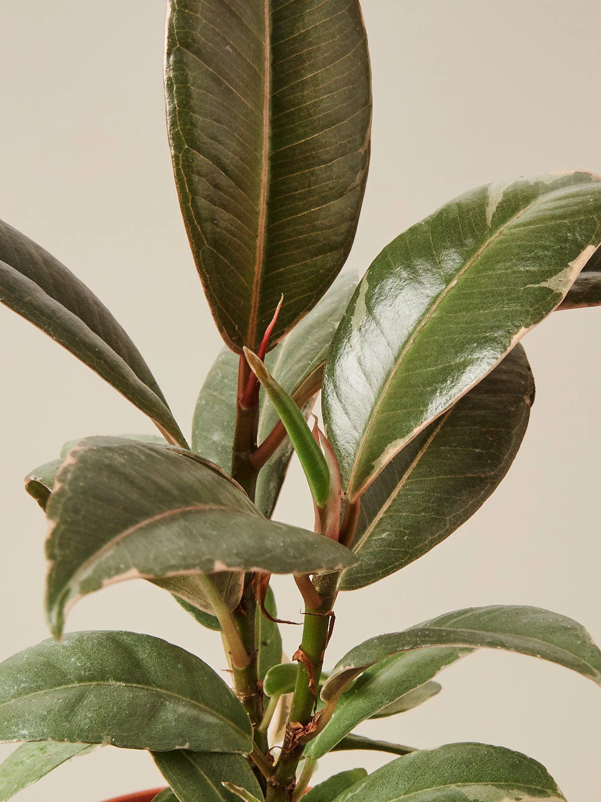 Ficus Elastica 