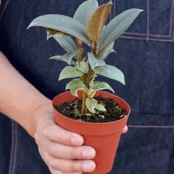 Ficus Elastica 'Tineke' — held in hand for size reference