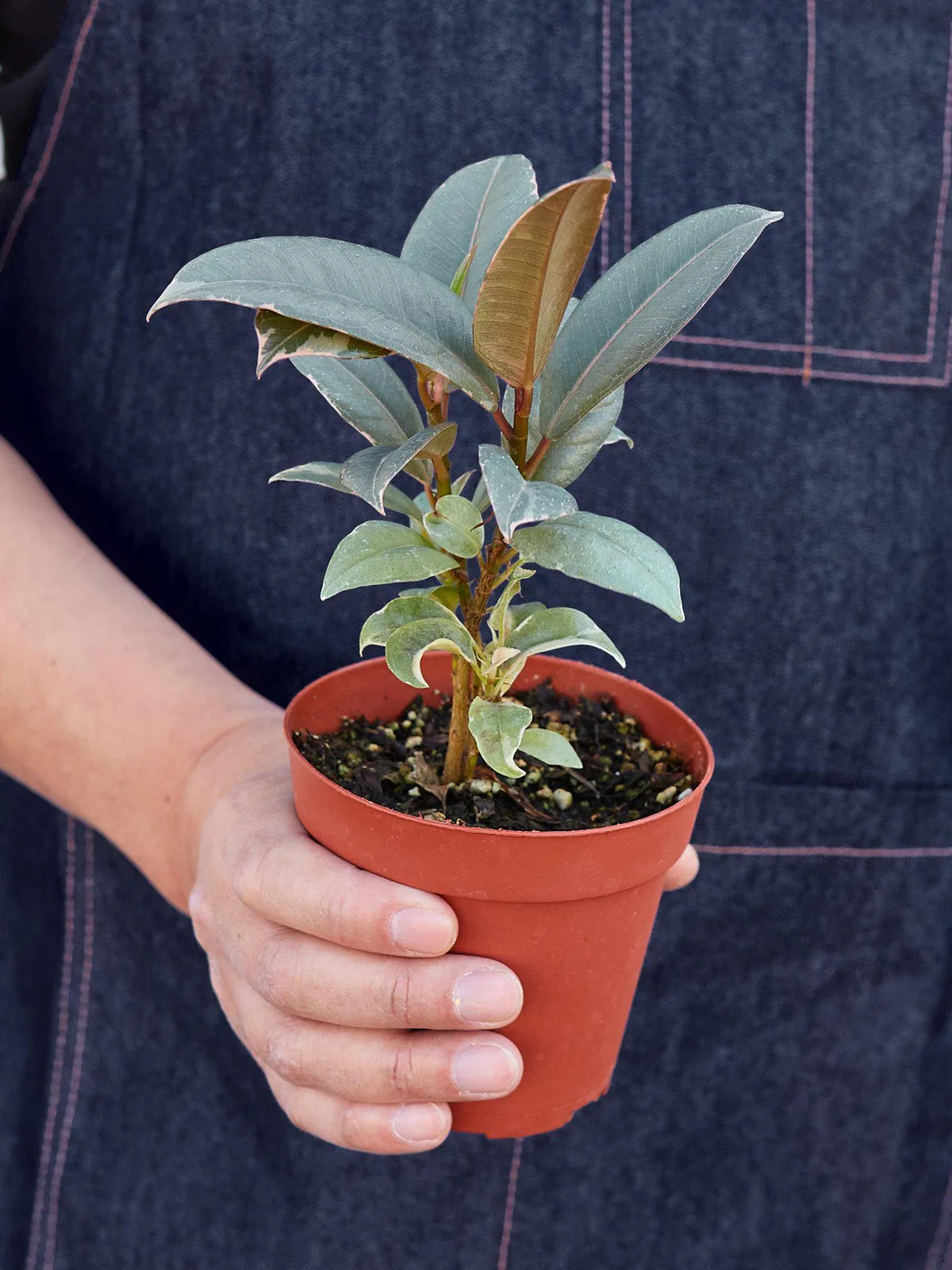 Ficus Elastica 
