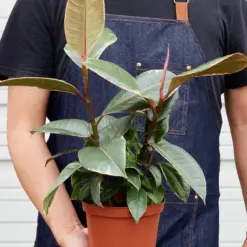 Ficus Elastica 'Tineke' — held in hand for size reference