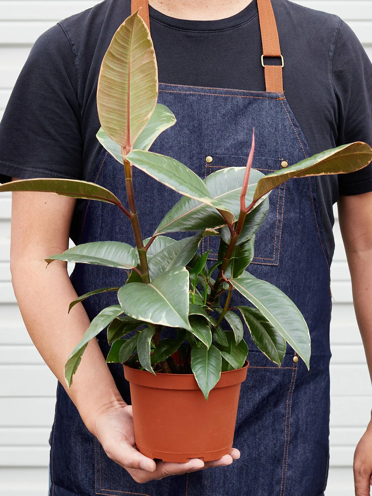 Ficus Elastica 