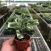 Ficus 'Triangularis Variegated' houseplant