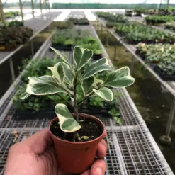 Ficus 'Triangularis Variegated' houseplant