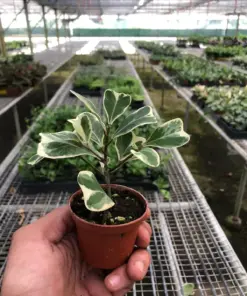 Ficus 'Triangularis Variegated' houseplant