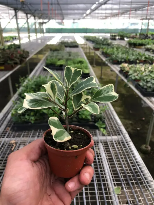 Ficus 'Triangularis Variegated' houseplant