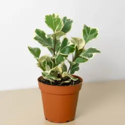 Ficus 'Triangularis Variegated' — additional view