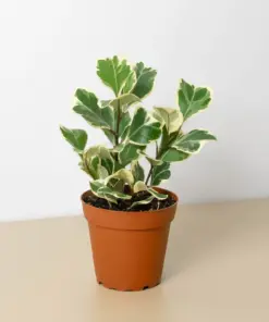 Ficus 'Triangularis Variegated' — additional view