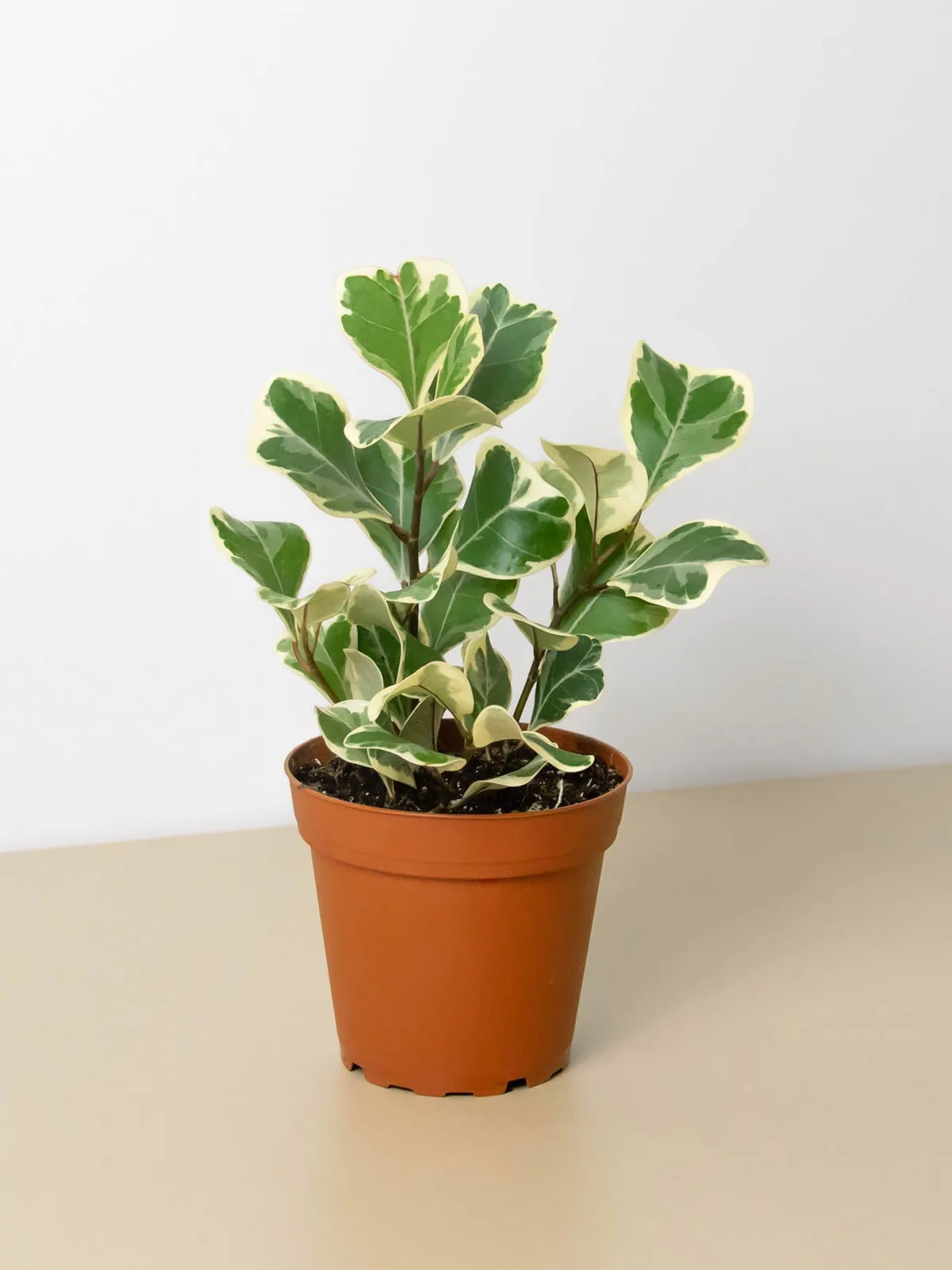 Ficus 