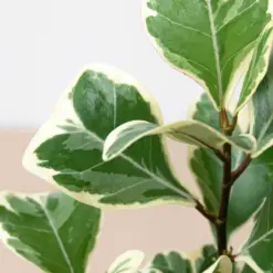Ficus 'Triangularis Variegated' — additional view