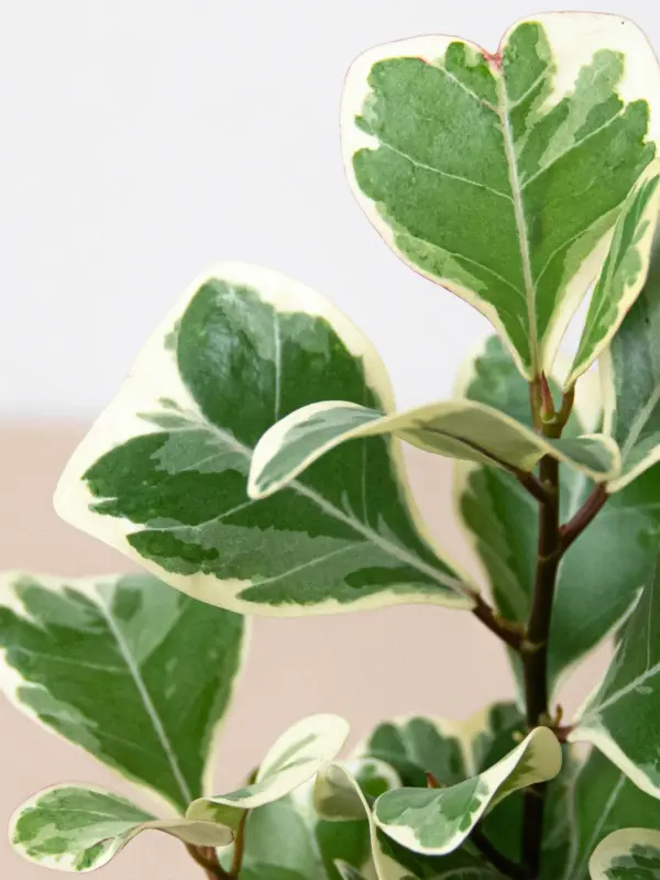 Ficus 'Triangularis Variegated' — additional view