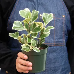 Ficus 'Triangularis Variegated' — additional view
