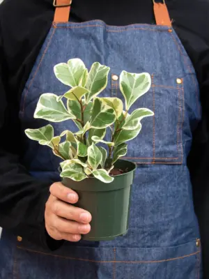 Ficus 'Triangularis Variegated' — additional view