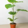 Ficus 'Umbellata' houseplant