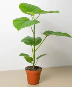 Ficus 'Umbellata' houseplant