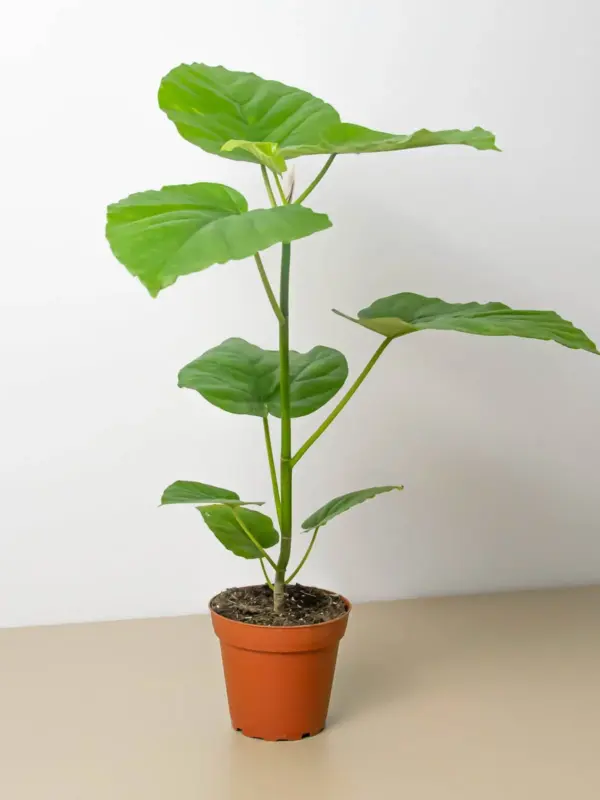 Ficus 'Umbellata' houseplant