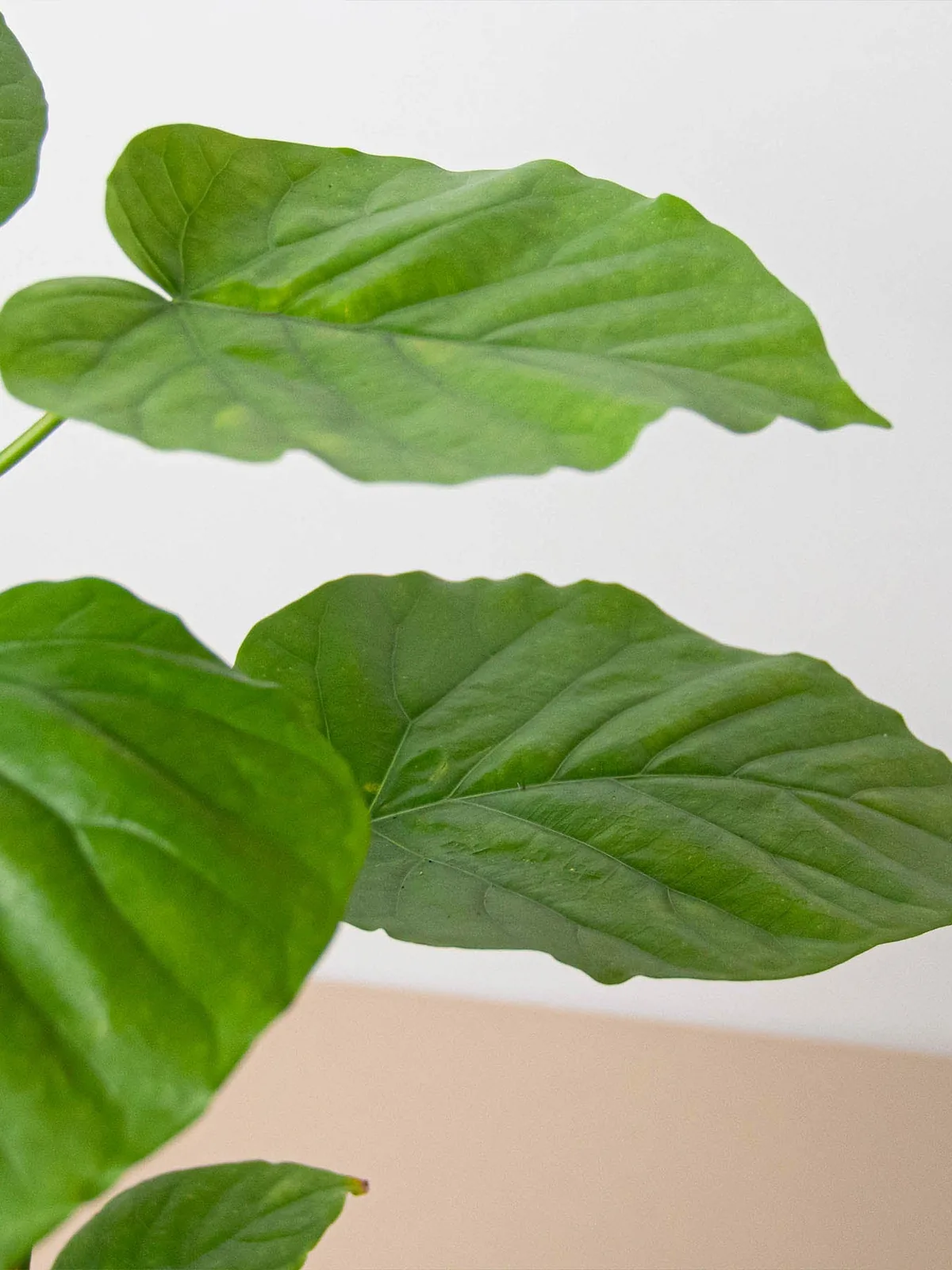 Ficus 