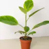 Ficus Altissima 'Yellow Gem' houseplant