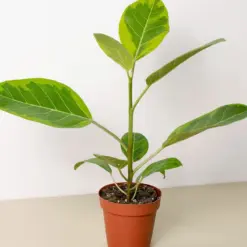 Ficus Altissima 'Yellow Gem' houseplant