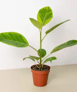 Ficus Altissima 'Yellow Gem' houseplant