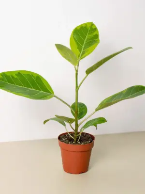 Ficus Altissima 'Yellow Gem' houseplant