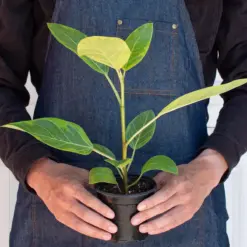 Ficus Altissima 'Yellow Gem' — additional view