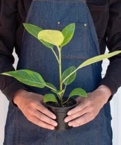 Ficus Altissima 'Yellow Gem' — additional view