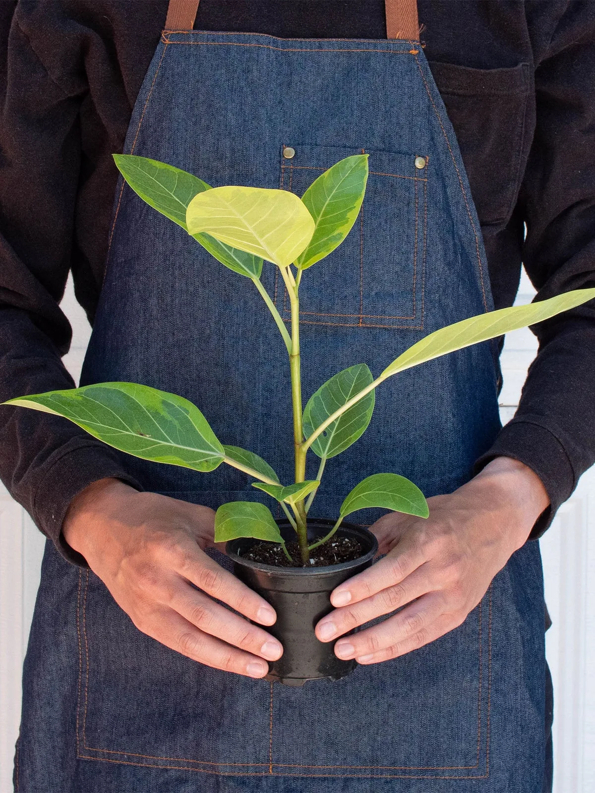 Ficus Altissima 
