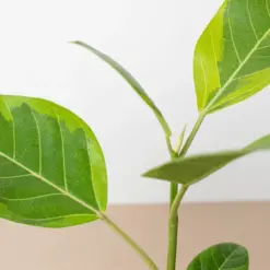 Ficus Altissima 'Yellow Gem' — additional view