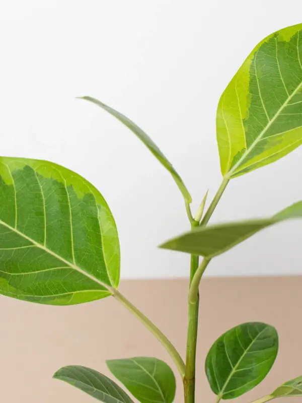 Ficus Altissima 'Yellow Gem' — additional view