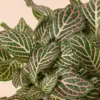 Fittonia 'Pink' houseplant