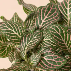 Fittonia 'Pink' houseplant