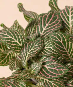 Fittonia 'Pink' houseplant