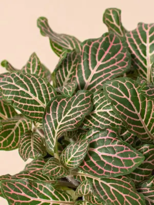 Fittonia 'Pink' houseplant